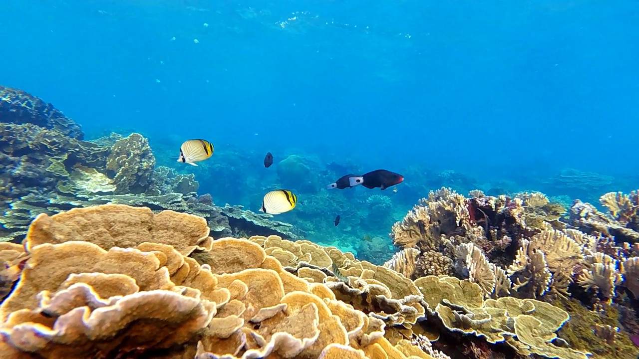 藍米克全人教育協會簡介 2 海洋光呼吸09